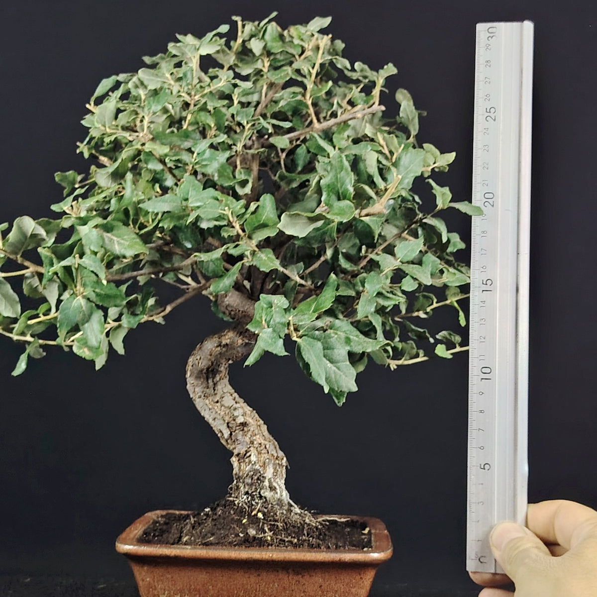 Misura del bonsai Quercus suber con righello