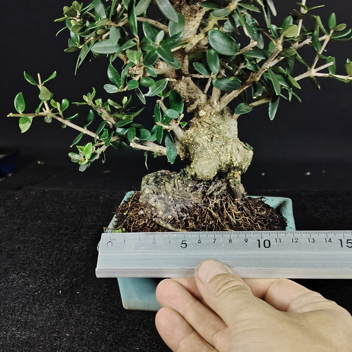 Misura del bonsai olivastro con righello