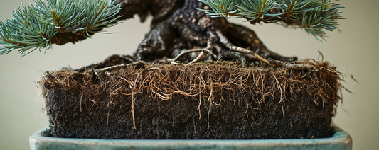 shohin bonsai akadama bonsai soil