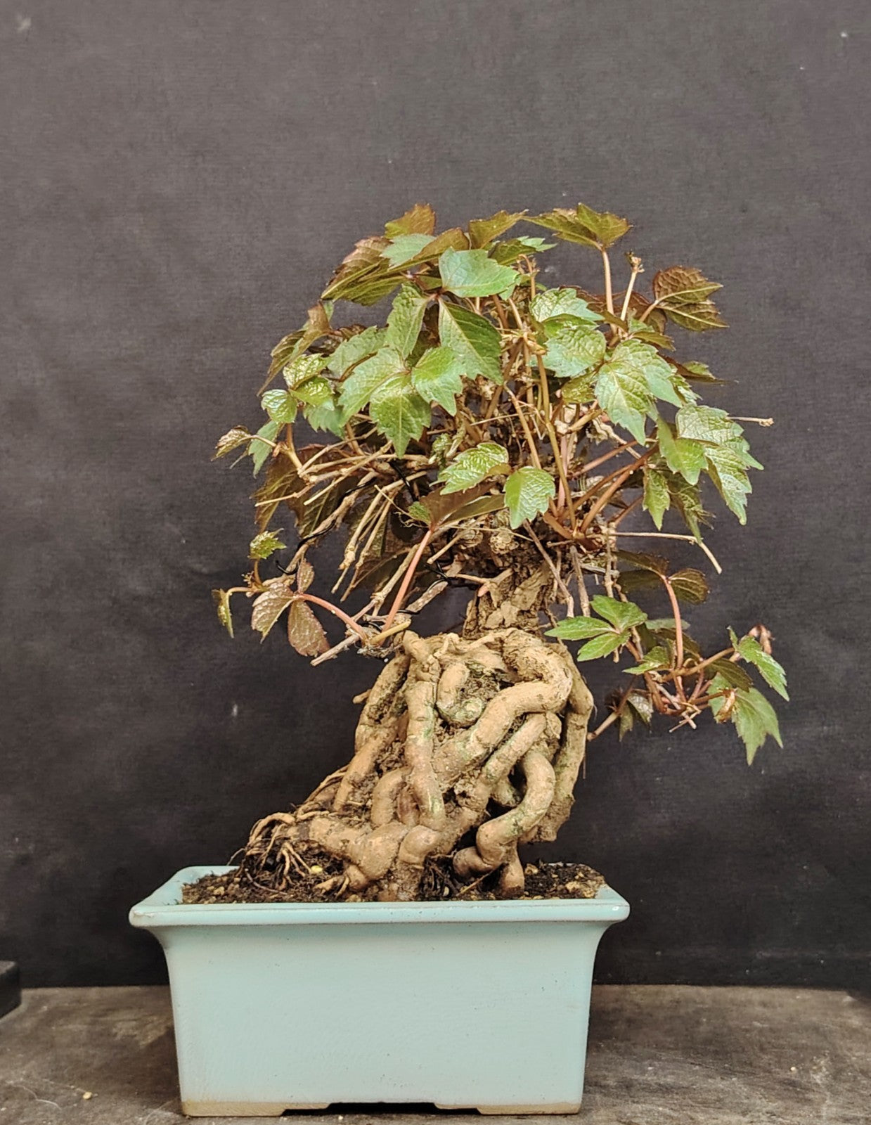 Parthenocissus Tricuspidata Shohin Bonsai