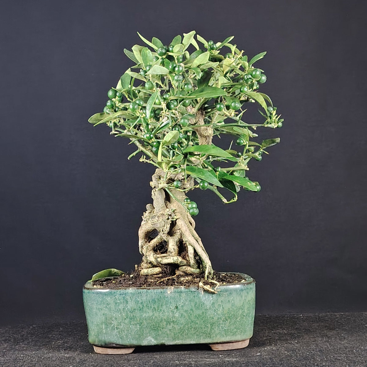 Bonsai di Citrus kinzu con frutti, vista frontale completa