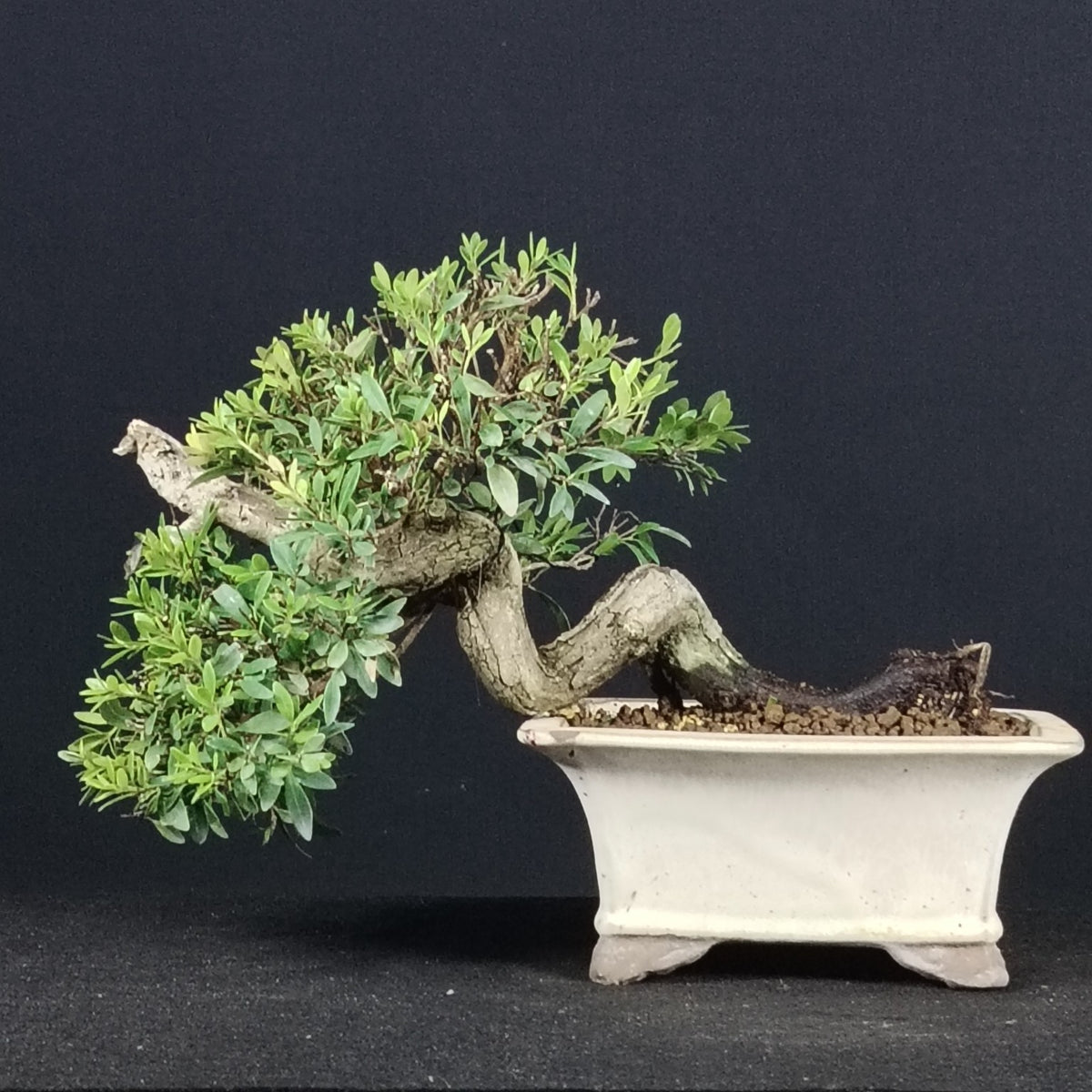 Bonsai di Syzygium buxifolium con radice strisciante e vaso cinese, vista frontale