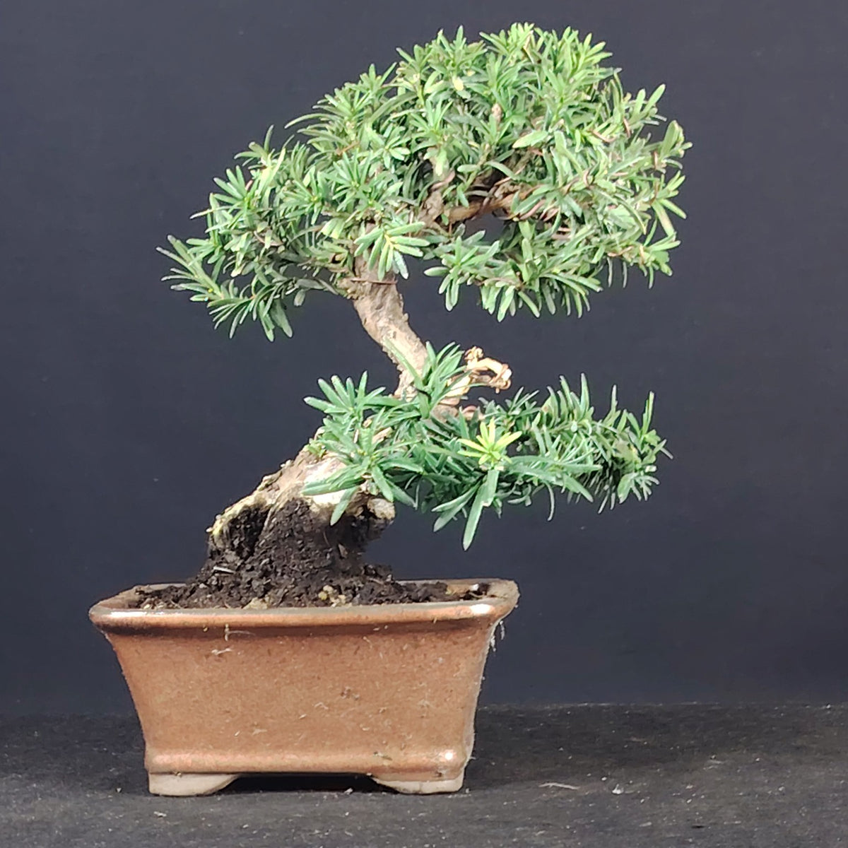 Bonsai di Taxus media, tasso, vista frontale nel vaso rettangolare