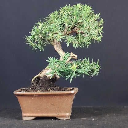 Bonsai di Taxus media, tasso, vista frontale nel vaso rettangolare