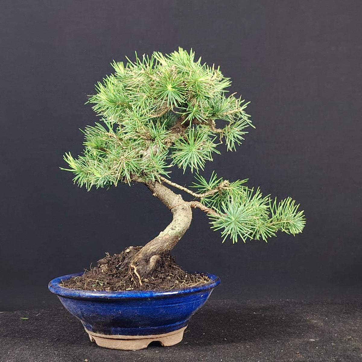 Bonsai Shohin di Pinus halepensis in vaso giapponese smaltato blu