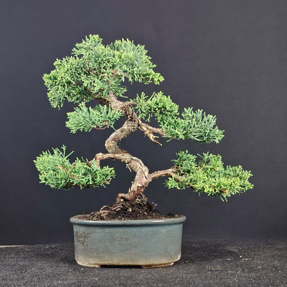 Bonsai Shohin di ginepro Kishu in vaso giapponese