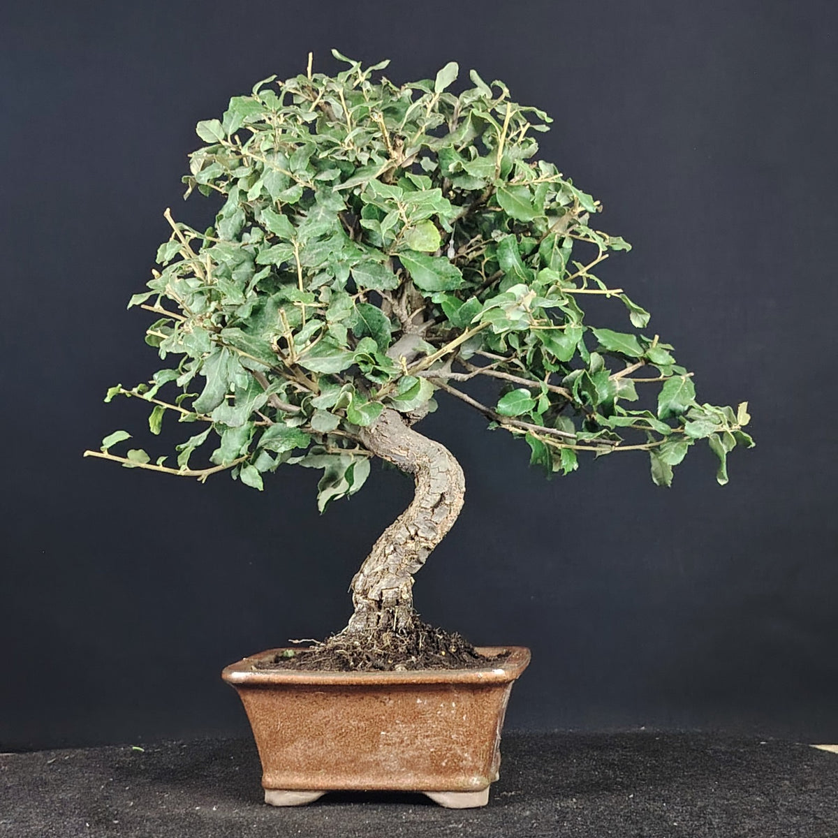Bonsai di quercia da sughero, Quercus suber, in vaso
