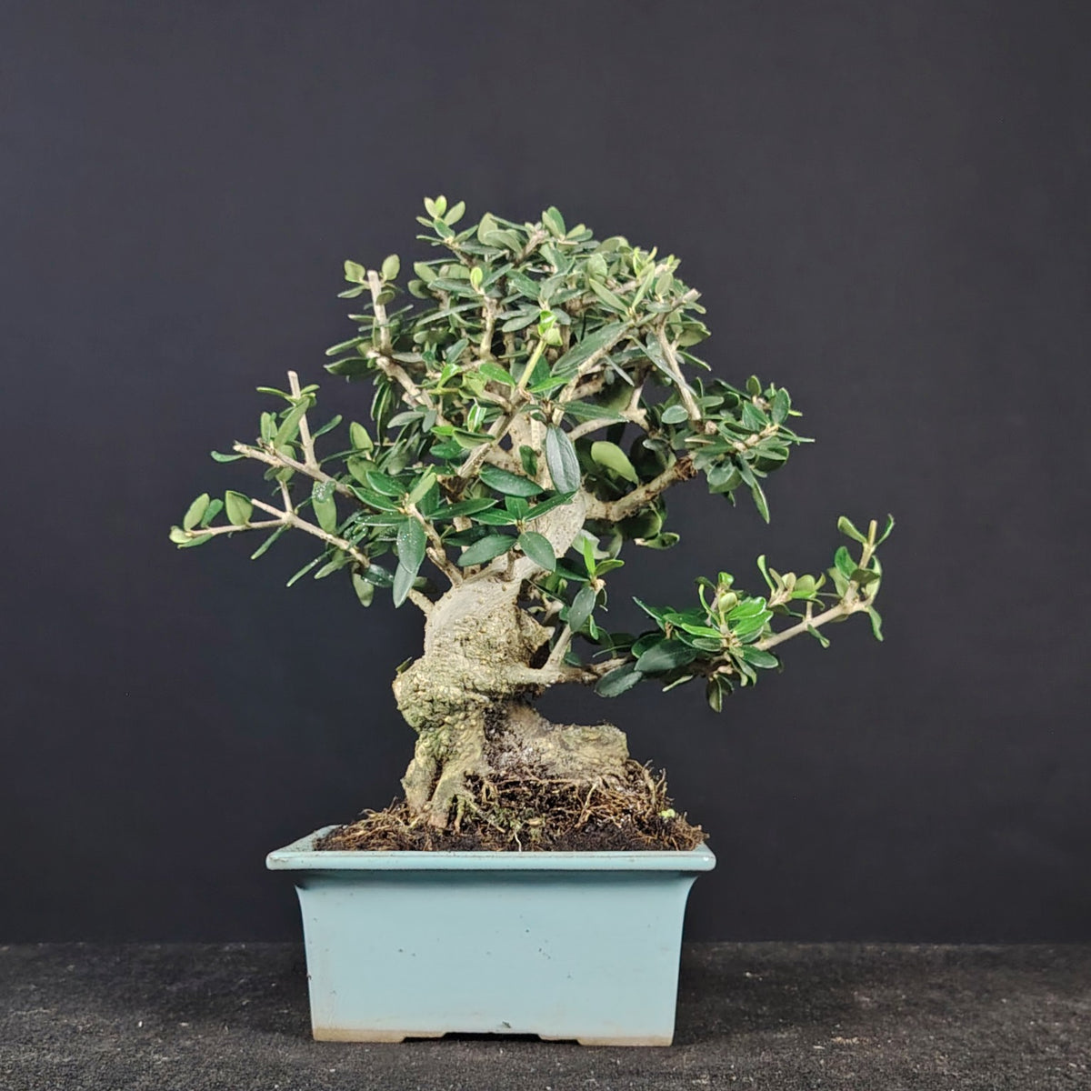 Bonsai shohin di olivastro in vaso giapponese