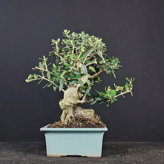 Bonsai shohin di olivastro in vaso giapponese