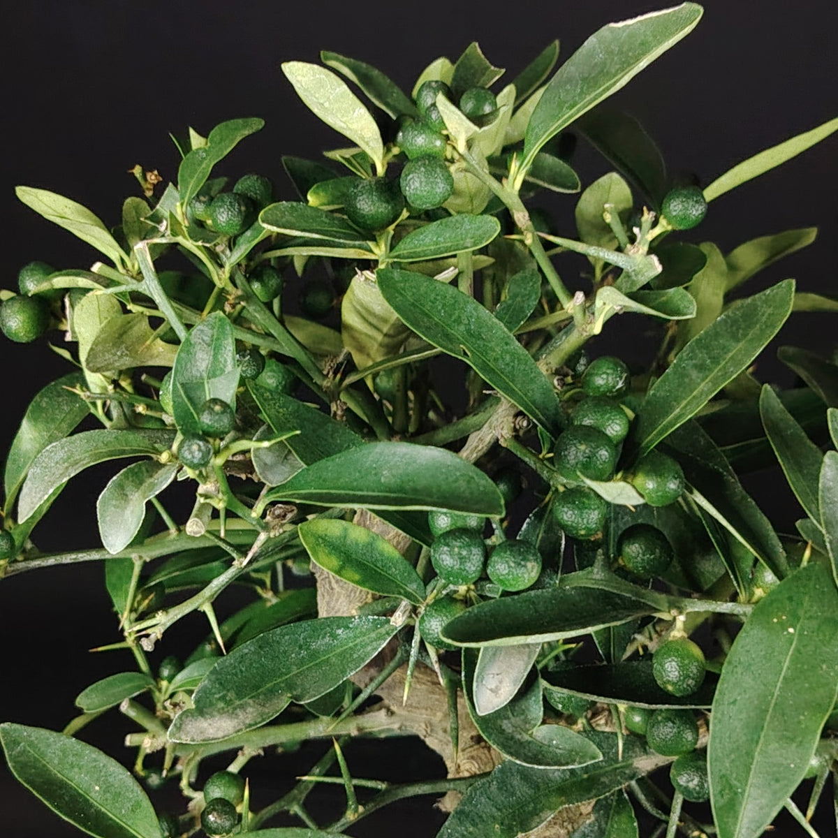 Bonsai di Citrus kinzu, vista laterale e chioma