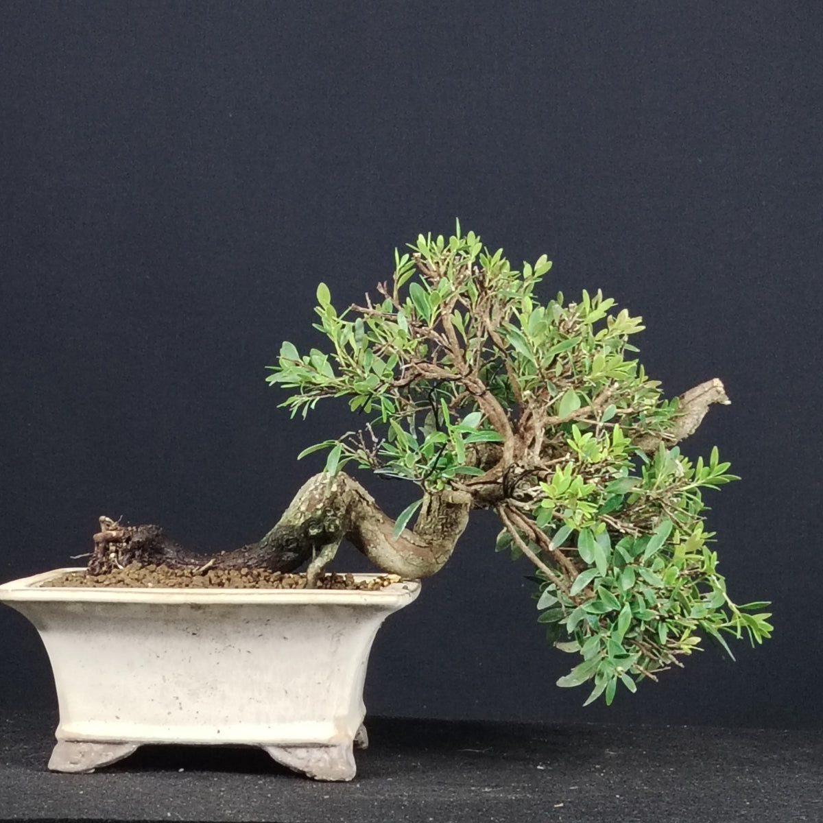 Syzygium buxifolium bonsai, vista laterale della chioma e del tronco
