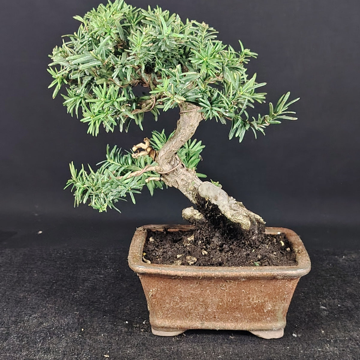 Bonsai di Taxus media, vista della chioma e del tronco