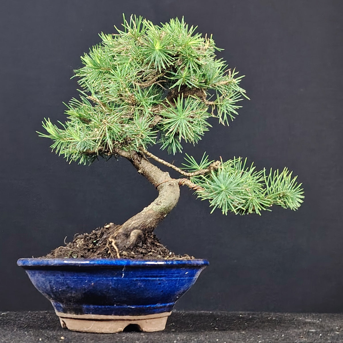 Pinus halepensis Shohin, vista frontale e chioma
