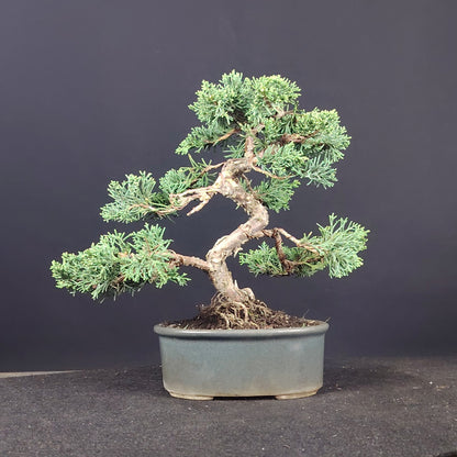 Juniperus chinensis Kishu Shohin, vista frontale