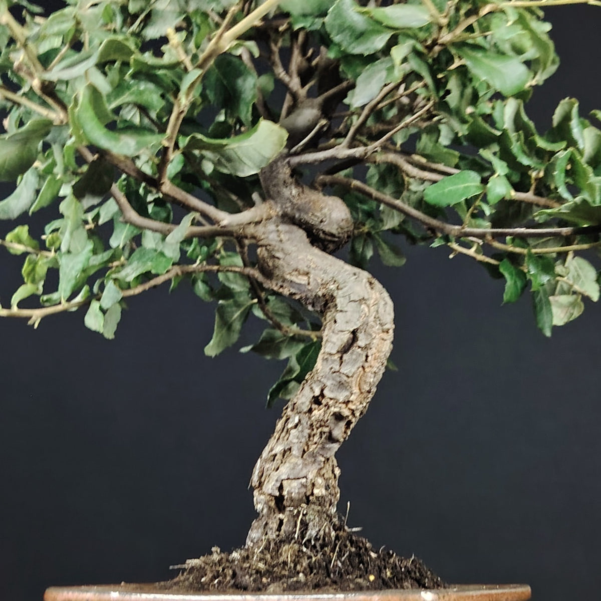 Quercus suber bonsai, dettaglio del tronco e della corteccia