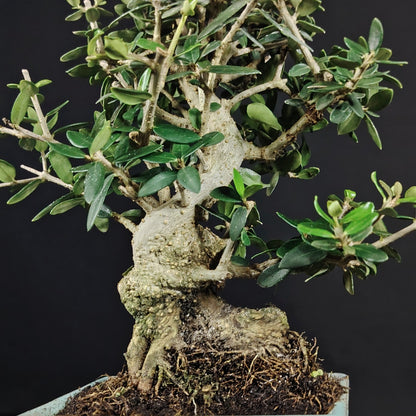 Olivastro bonsai, dettaglio del tronco e della chioma