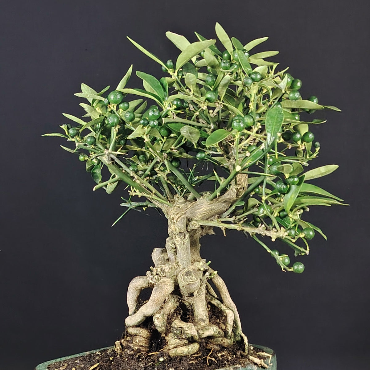 Dettaglio dei frutti del bonsai Citrus kinzu