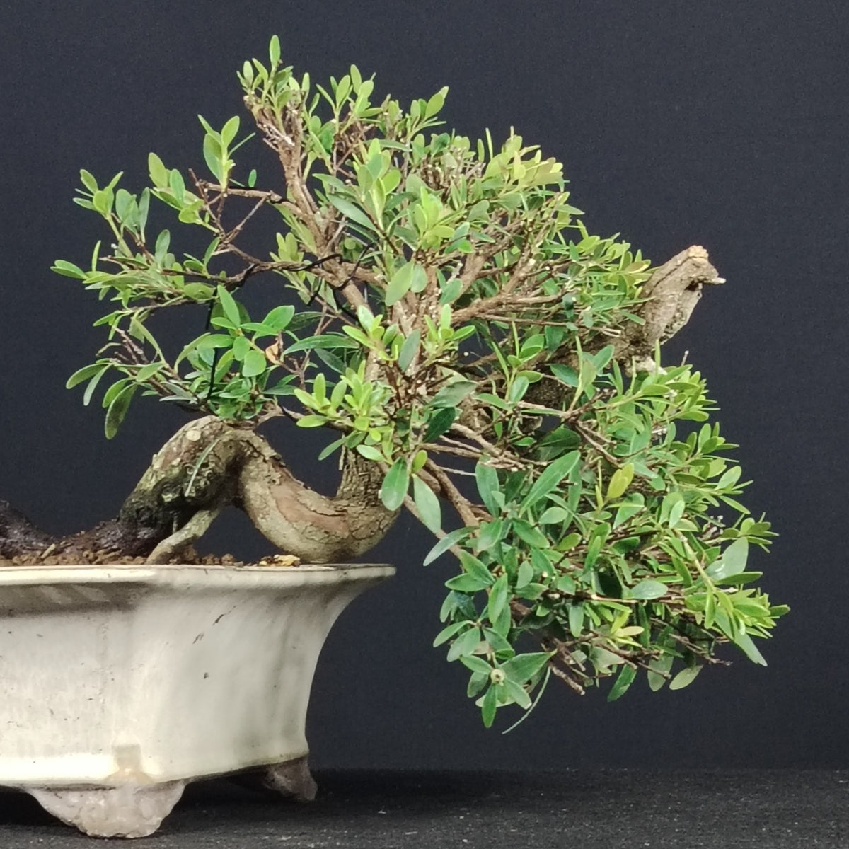 Dettaglio del tronco e della chioma del bonsai Syzygium buxifolium