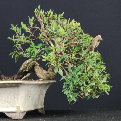 Dettaglio del tronco e della chioma del bonsai Syzygium buxifolium