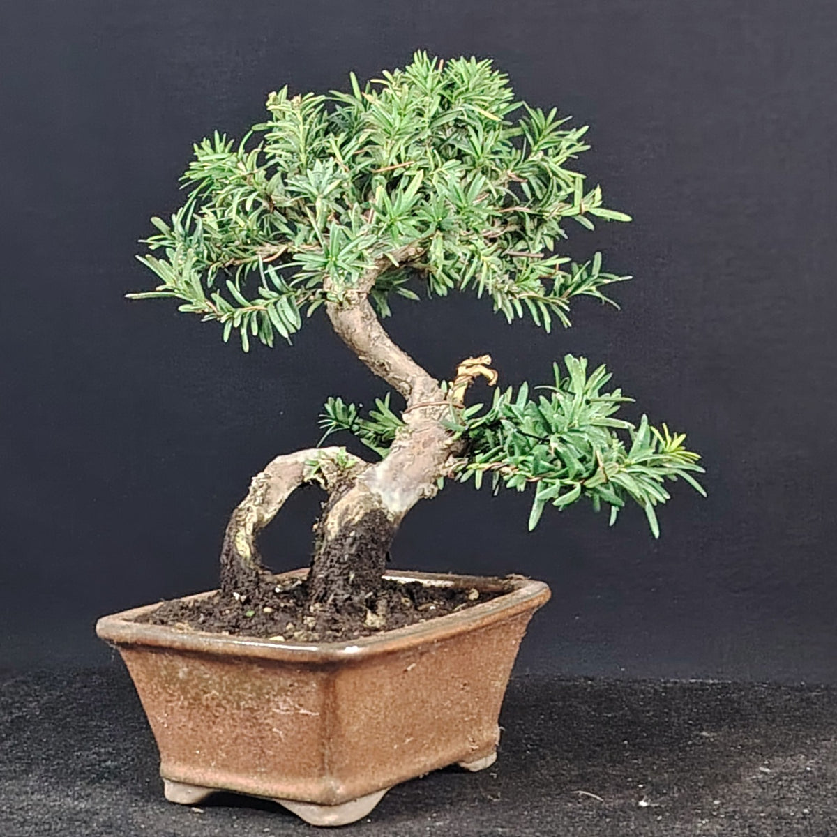 Taxus media bonsai, dettaglio del tronco e del nebari