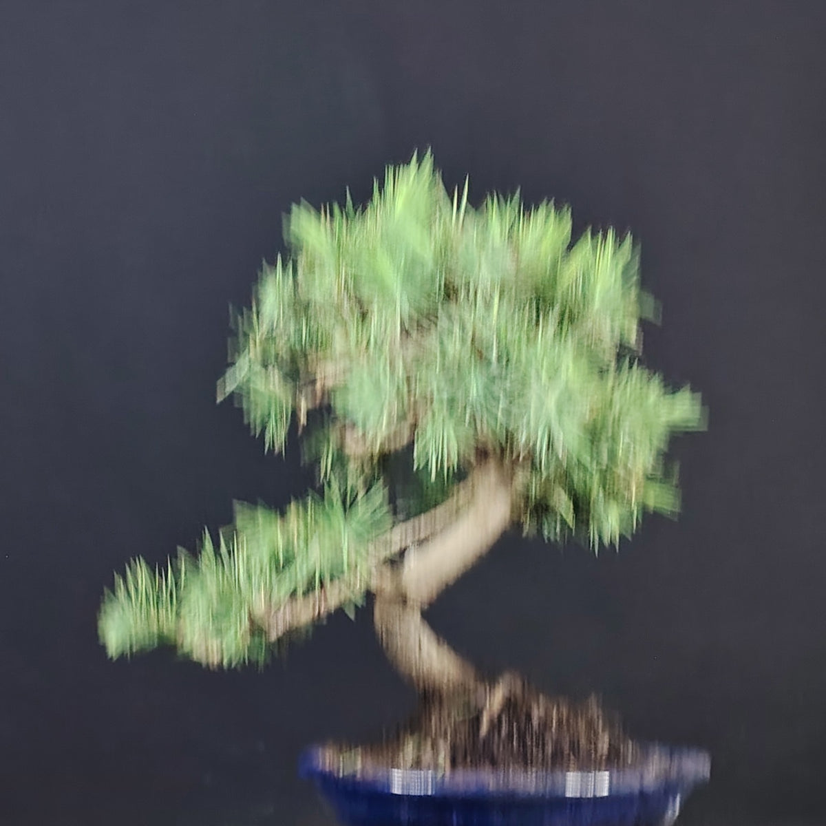 Dettaglio del tronco e degli aghi corti del Pinus halepensis bonsai