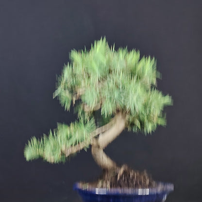 Dettaglio del tronco e degli aghi corti del Pinus halepensis bonsai