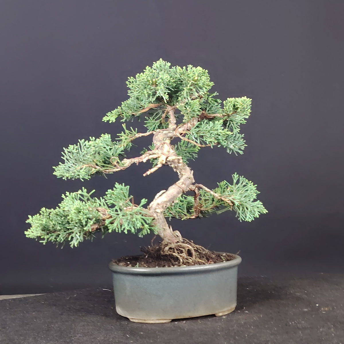 Ginepro Kishu bonsai, vista frontale del tronco e dei palchi