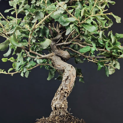 Bonsai Quercus suber, vista del tronco cortecciato