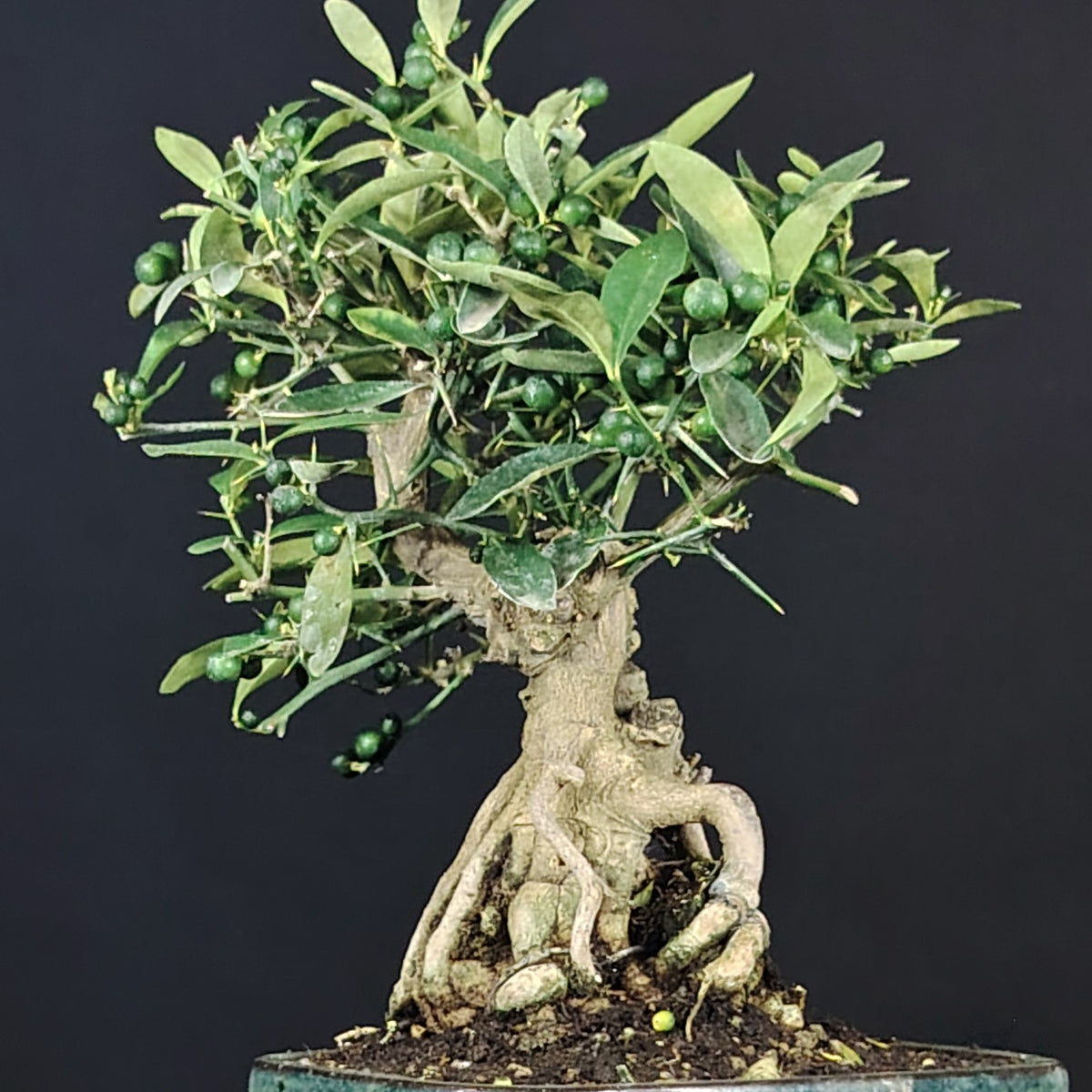 Bonsai Citrus kinzu, vista del tronco e del nebari