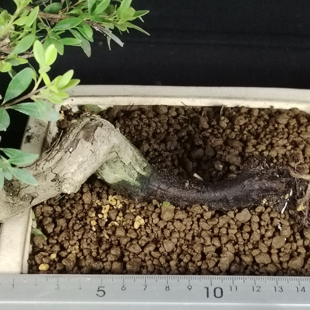 Misura della radice strisciante del Syzygium buxifolium con righello