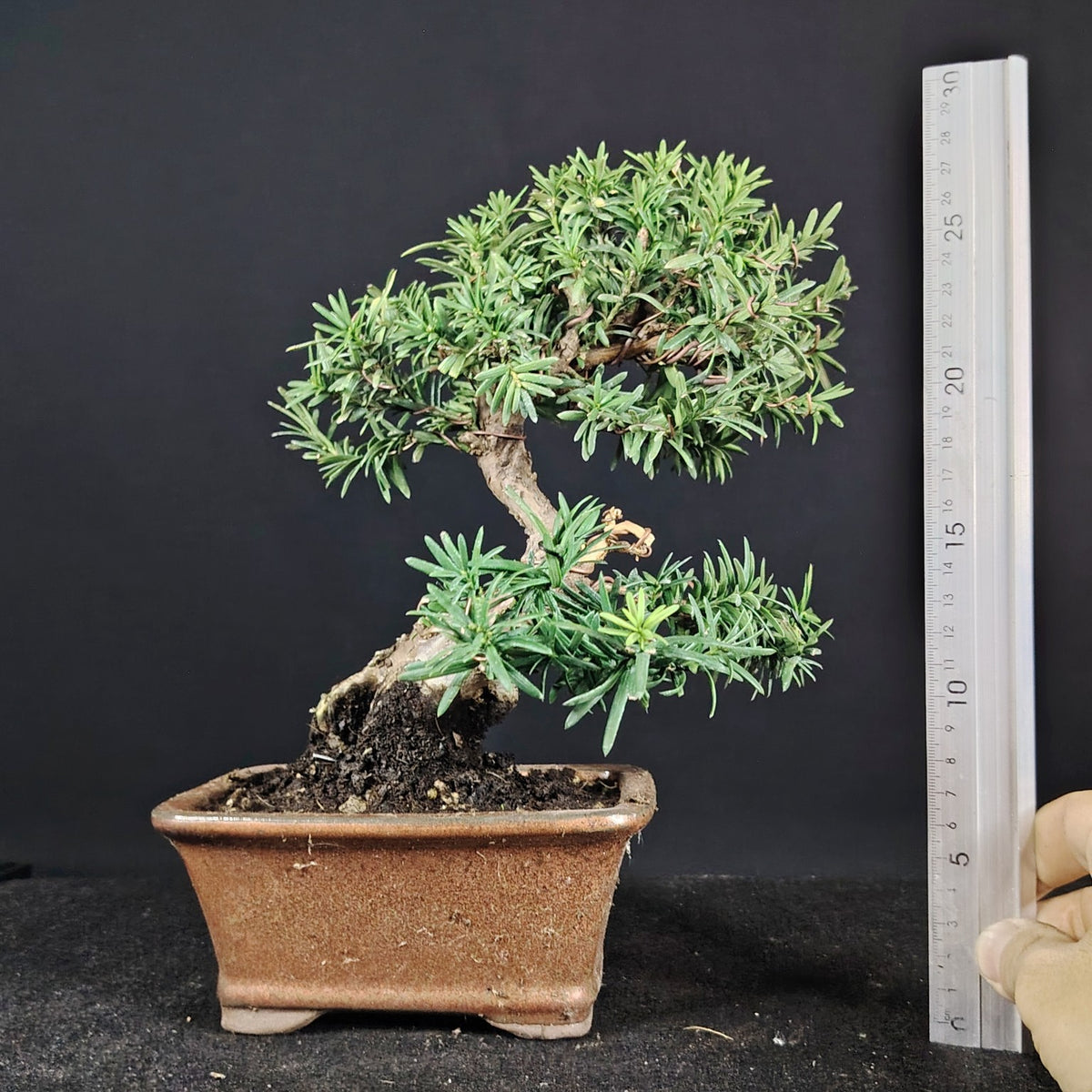 Misura dell'altezza del bonsai Taxus media con righello