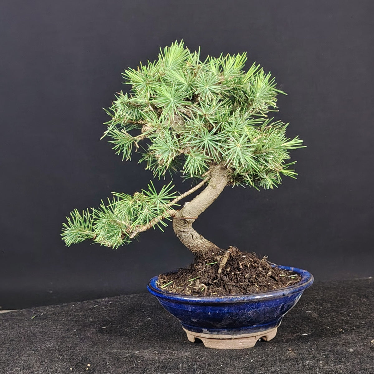 Pinus halepensis Shohin, vista laterale del tronco e della chioma