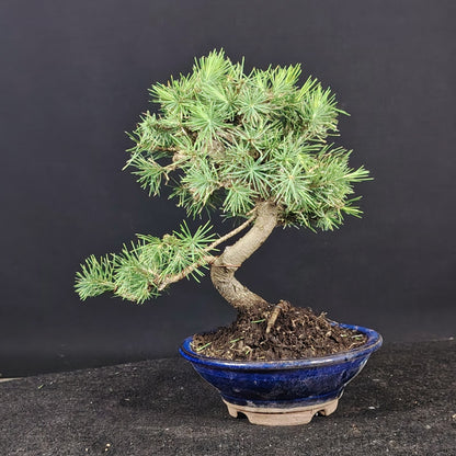 Pinus halepensis Shohin, vista laterale del tronco e della chioma