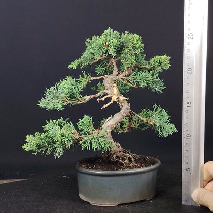 Juniperus chinensis Kishu Shohin, dettaglio del bonsai