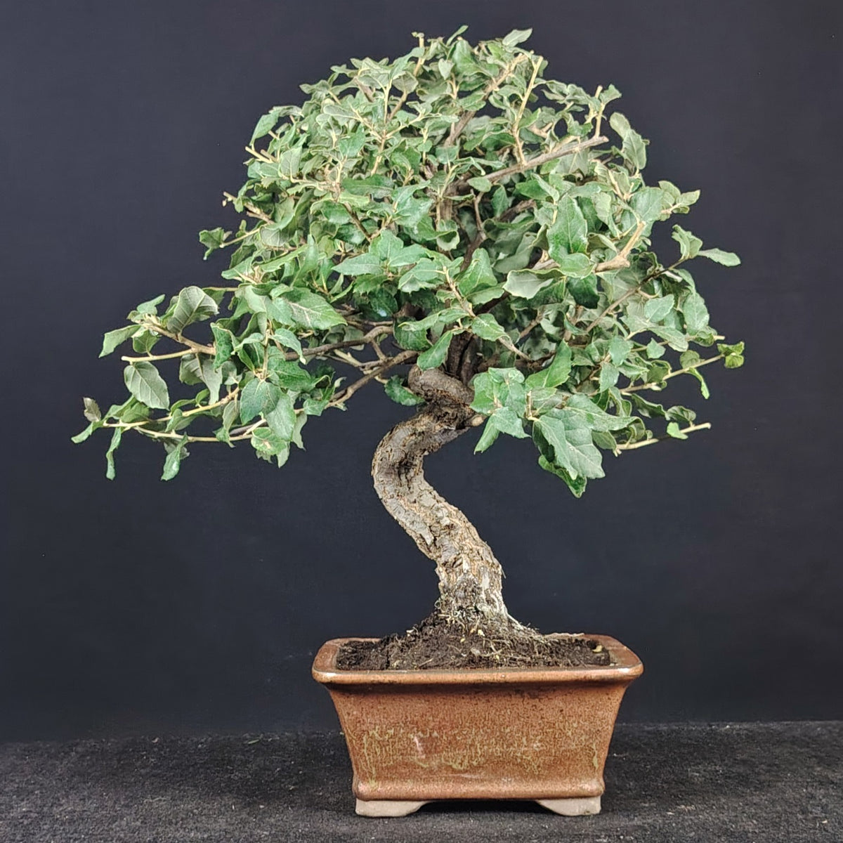 Quercia da sughero bonsai, vista frontale