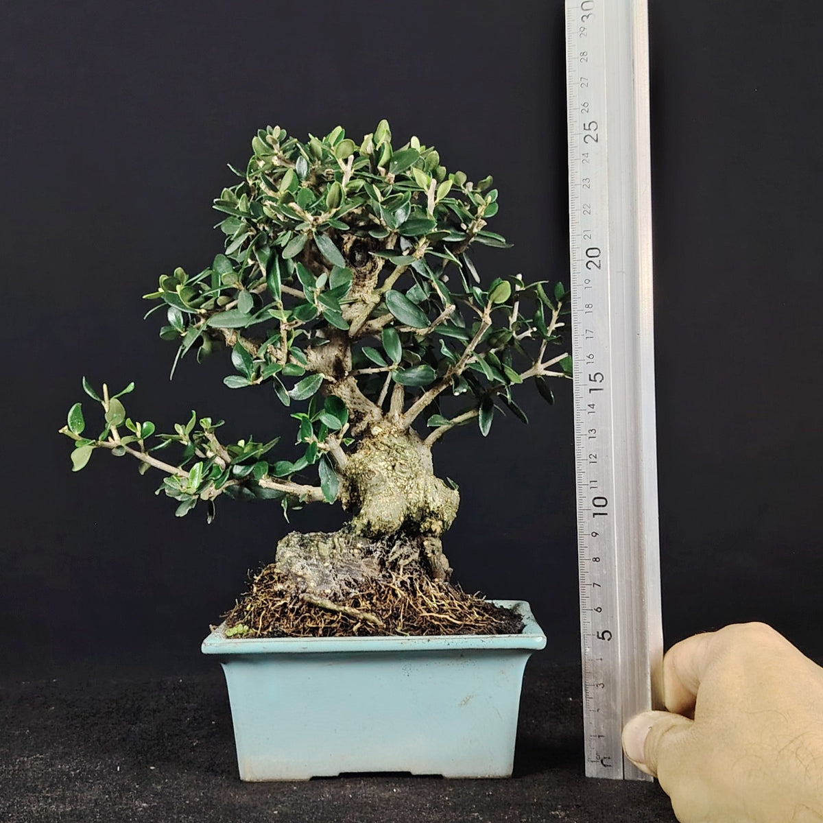 Bonsai di olivastro, vista frontale