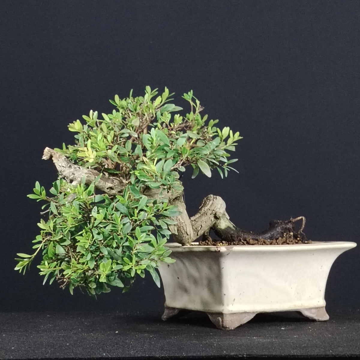 Bonsai Syzygium buxifolium, vista completa in vaso cinese