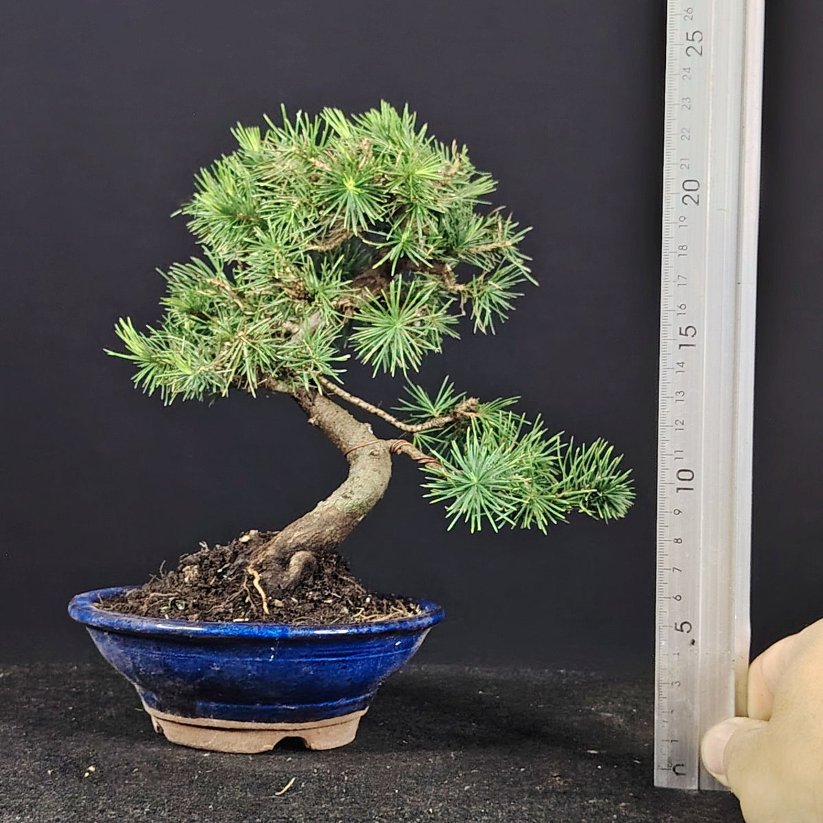 Misura del bonsai Pinus halepensis con righello