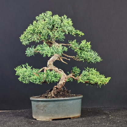 Misura del bonsai Kishu con righello