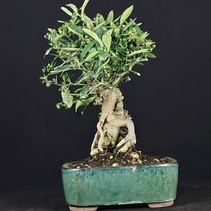 Vista completa del bonsai Citrus kinzu nel vaso cinese
