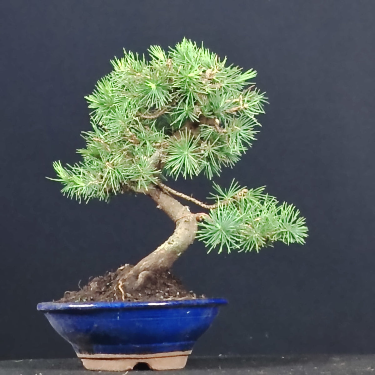 Bonsai di pino d'Aleppo in vaso tondo blu, vista completa