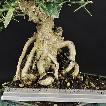 Dettaglio del nebari del bonsai Citrus kinzu con righello