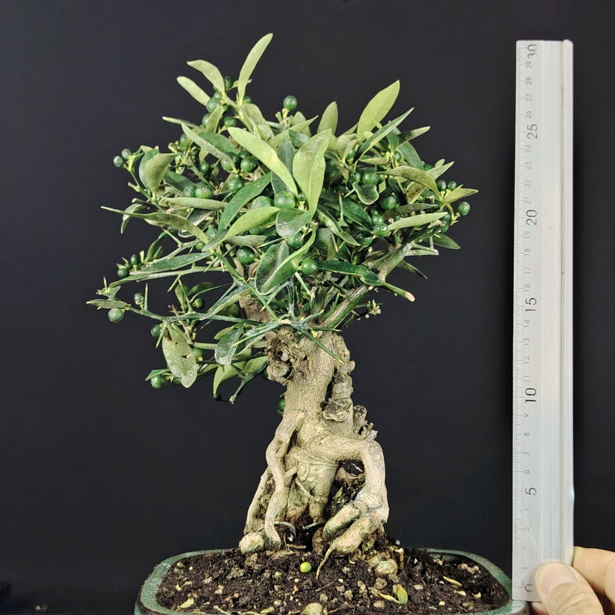 Misura dell'altezza totale del bonsai Citrus kinzu con righello
