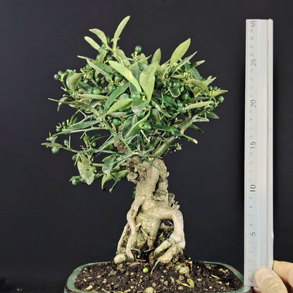 Misura dell'altezza totale del bonsai Citrus kinzu con righello