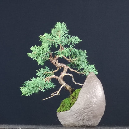 Kishu shohin bonsai, rear view showing branching and foliage pads