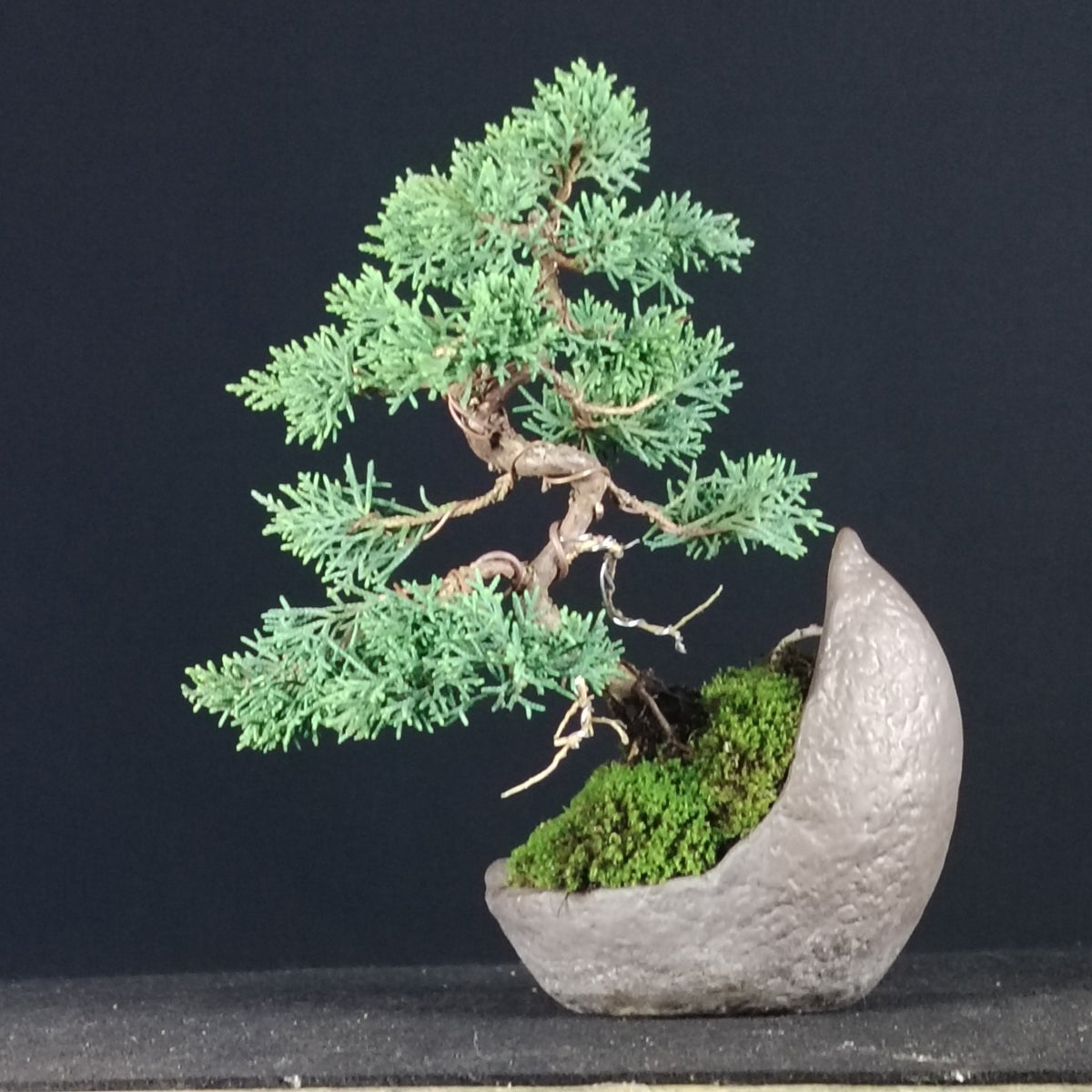 Kishu juniper shohin bonsai, side view with ceramic pot
