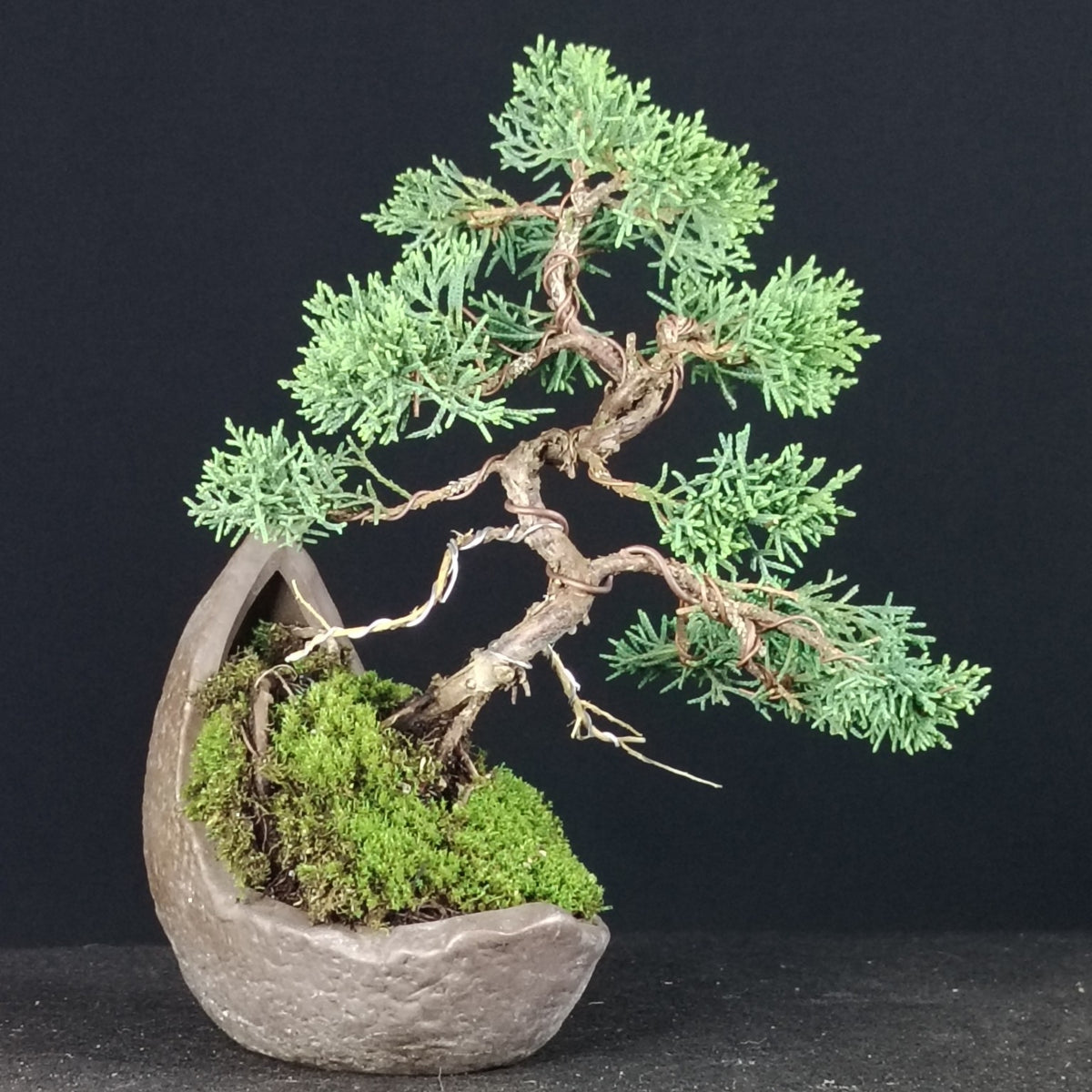 Juniperus chinensis Kishu bonsai, alternate front view