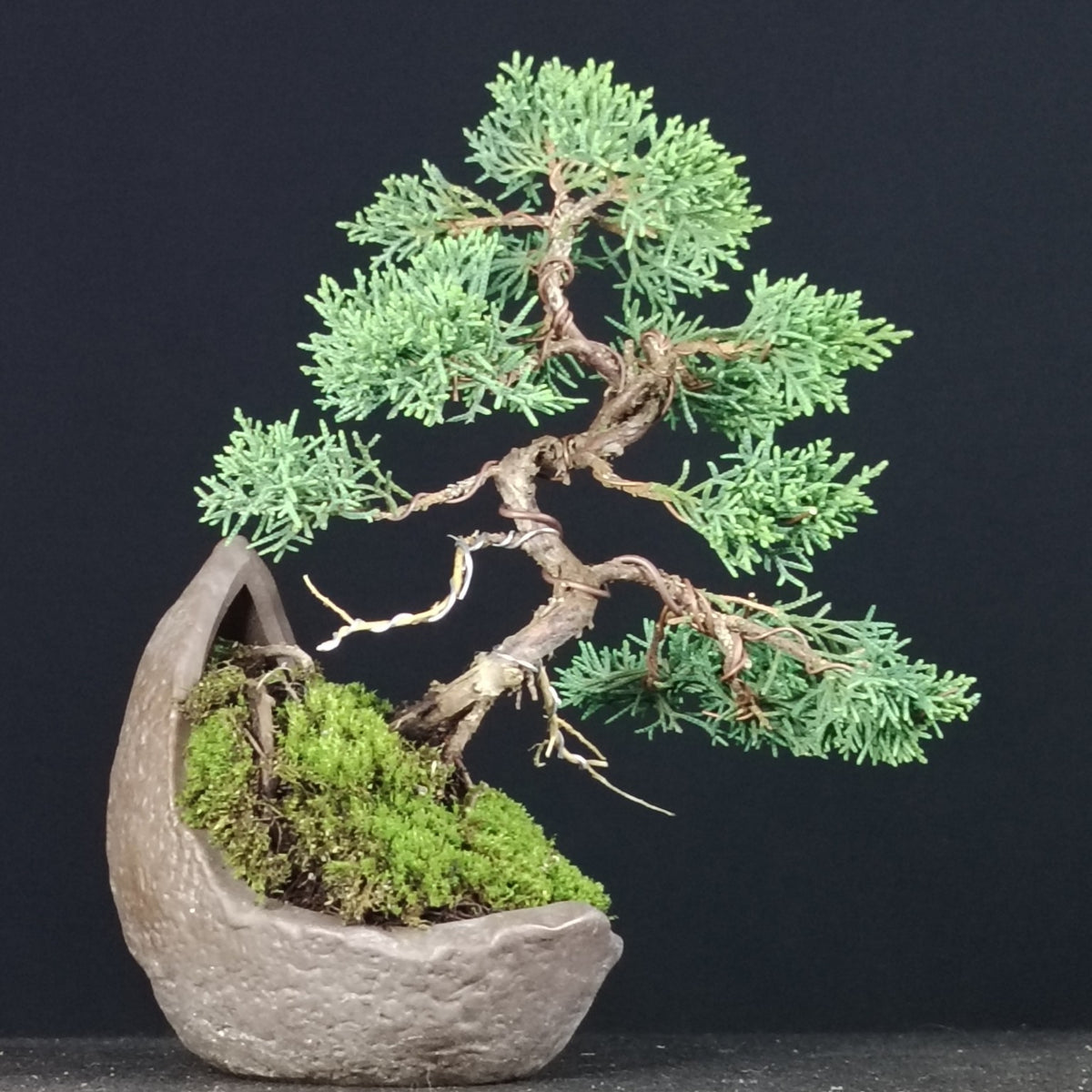 Juniperus chinensis Kishu shohin bonsai, alternate side view