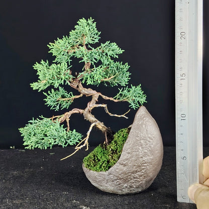 Kishu shohin bonsai with ruler showing approximate height and pot width