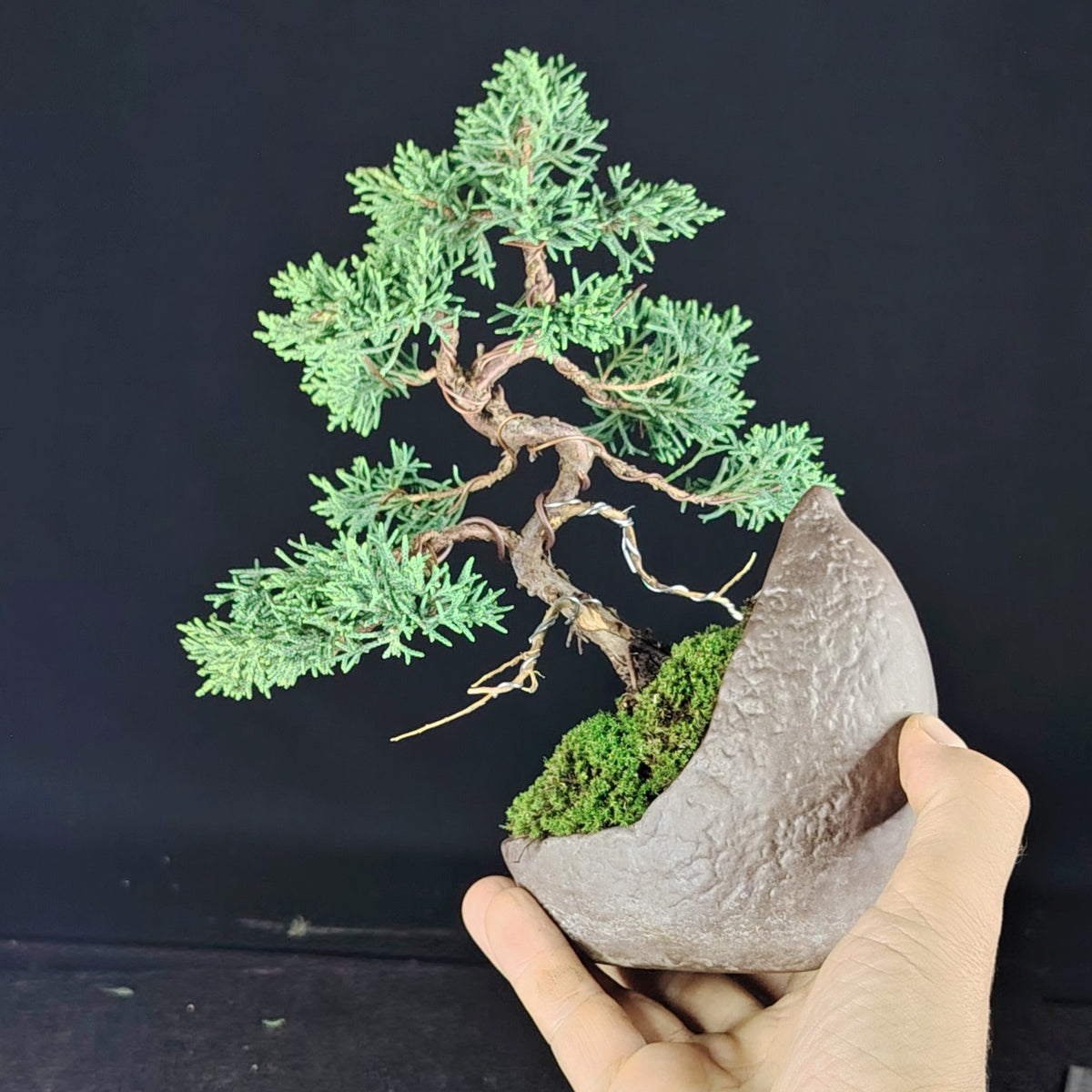 Juniperus chinensis Kishu shohin bonsai in Moonstone-style ceramic pot, main view